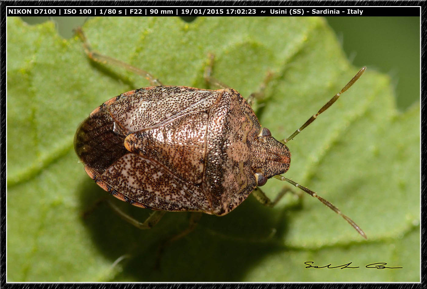 Pentatomidae da id. - Dryadocoris apicalis di Usini